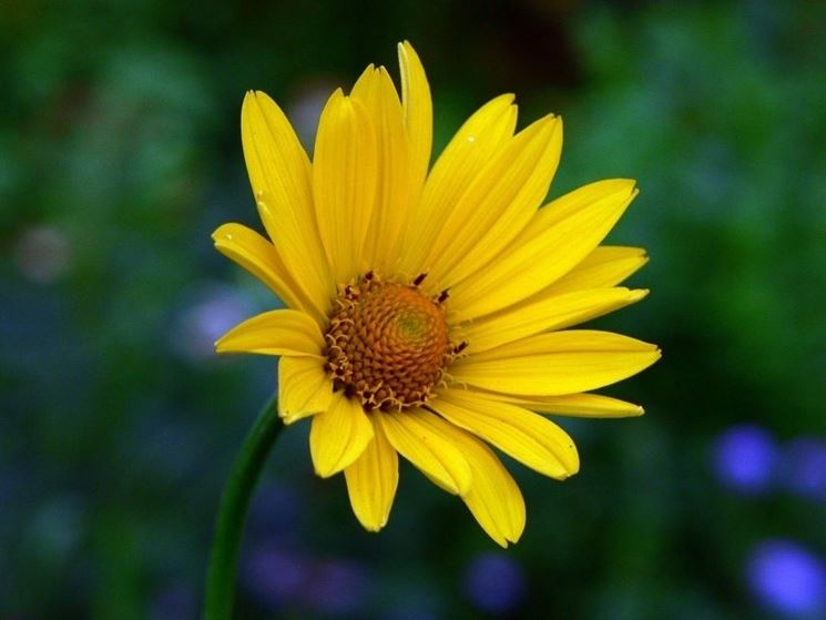 spedire fiori Taranto