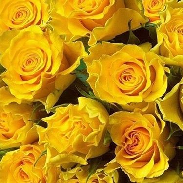 spedizione fiori Parma