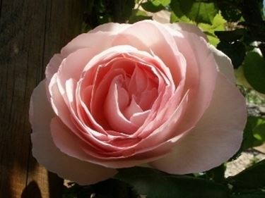 spedizione fiori Reggio Calabria