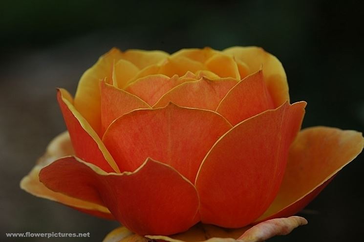 spedizioni fiori Bari