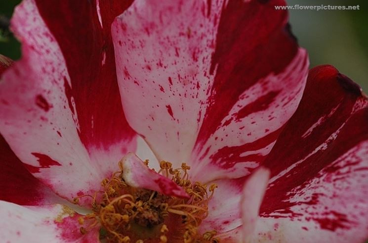 spedizioni fiori Bologna