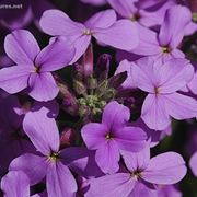 spedizioni fiori Milano