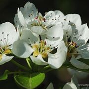 spedizioni fiori Napoli
