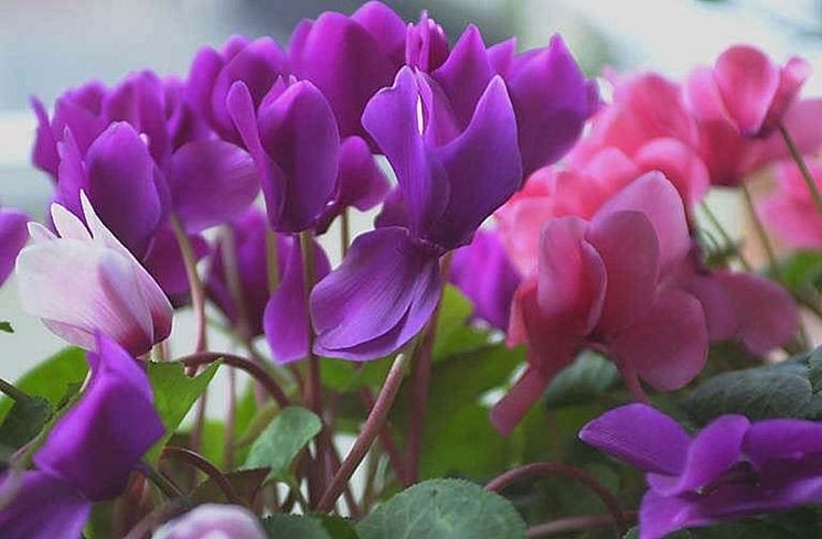 spedizioni fiori Prato