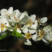spedizioni fiori Torino