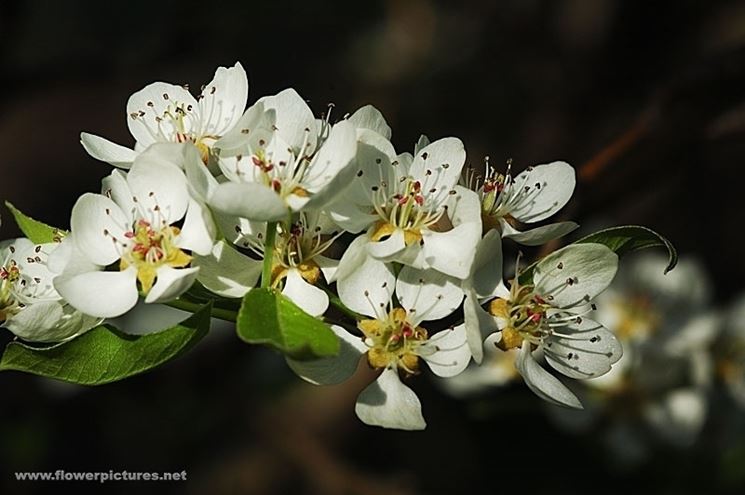 spedizioni fiori Torino