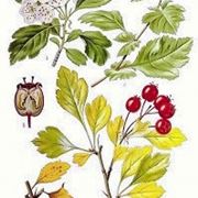 erbe medicinali-5