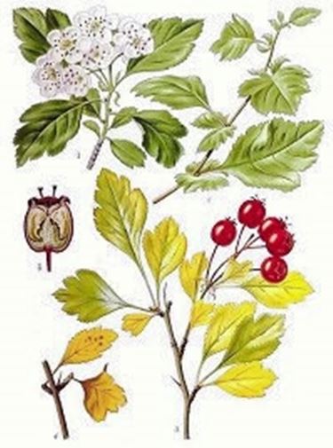 erbe medicinali-5