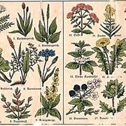 erbe medicinali-6