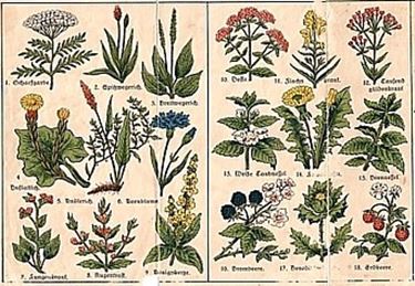 erbe medicinali-6