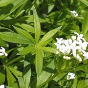 erbe medicinali-8