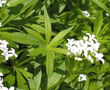 erbe medicinali-8