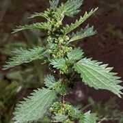 Foglie carciofo (piante medicinali) 