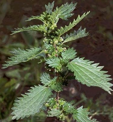 Foglie carciofo (piante medicinali) 