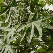 piante medicinali-7