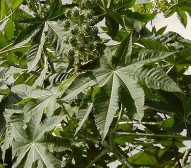 piante medicinali-7