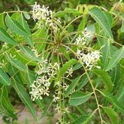 olio di neem-6