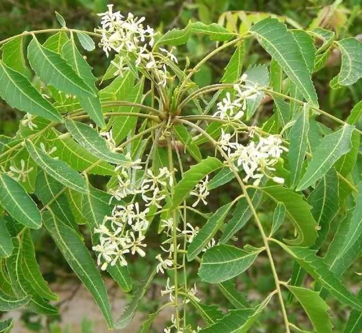 olio di neem-6