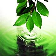 olio di neem