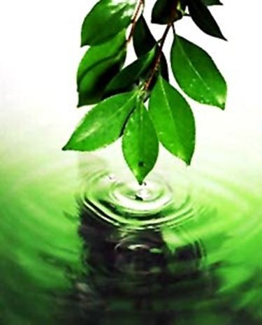 olio di neem