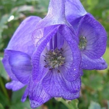 aconitum-2