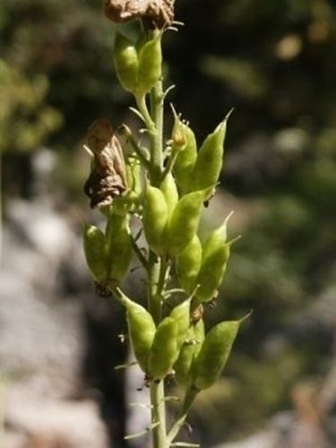 aconitum-4