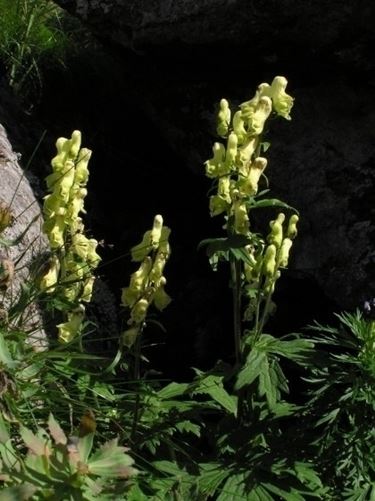 aconitum-5