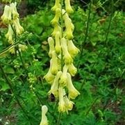 aconitum-7