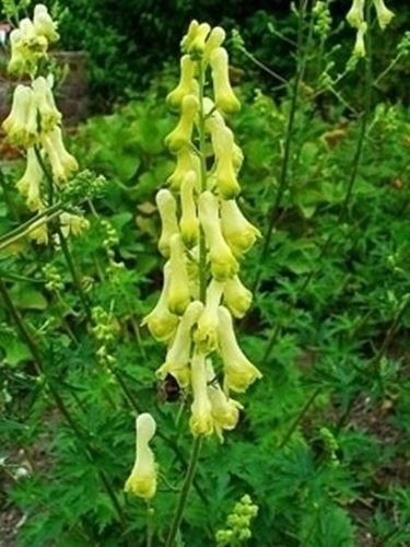 aconitum-7