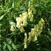 aconitum-8