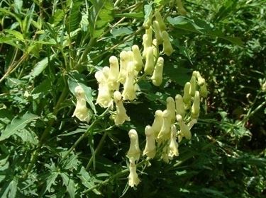 aconitum-8
