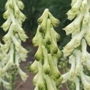 aconitum-9