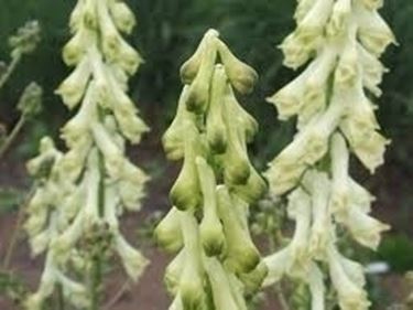 aconitum-9