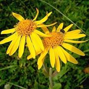 arnica gel