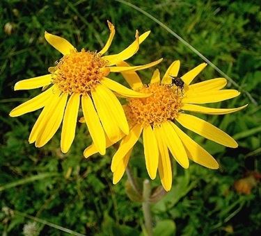 arnica gel