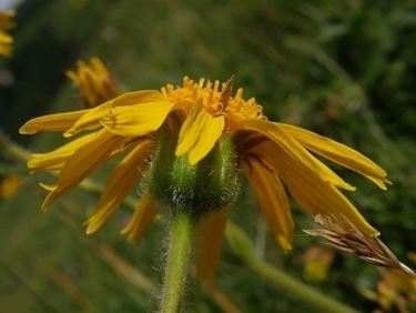 arnica