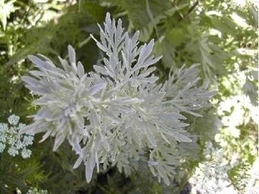 artemisia-9