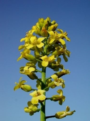 barbarea-2