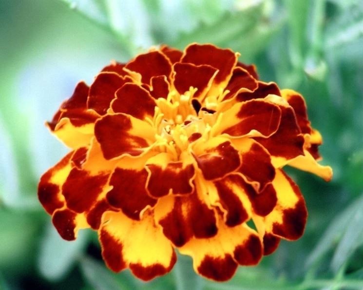 calendula-6
