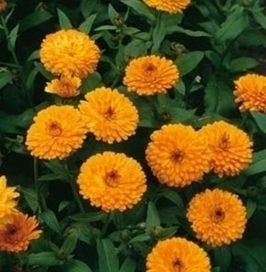 calendula-8