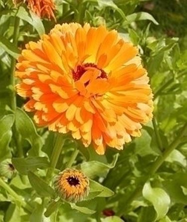calendula-9