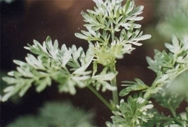 Cenni storici sulla pianta d'artemisia