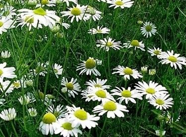Fiore di camomilla