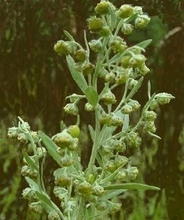 L'artemisia 