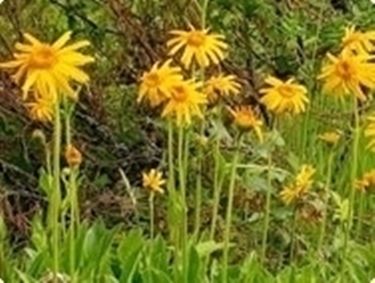 Principi attivi dell'Arnica