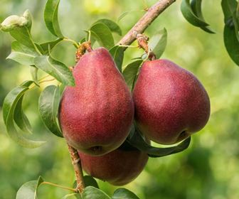 Frutteto