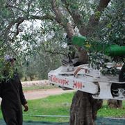 scuotitori per olive-3