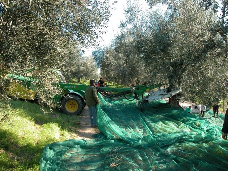 scuotitori per olive-5
