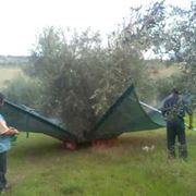 scuotitori per olive-7