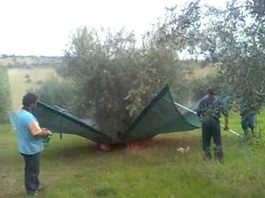 scuotitori per olive-7